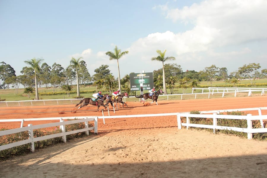Páreo na reta de areia vermelha do Jockey Club de Sorocaba, com palmeiras, placar e cerca branca